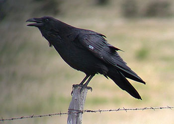 Kendine zarar vereni hiç unutmayan kuş!