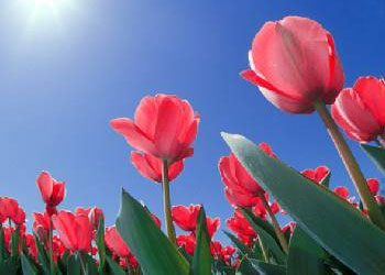 Allah hakkında mı bizimle tartışıyorsunuz?