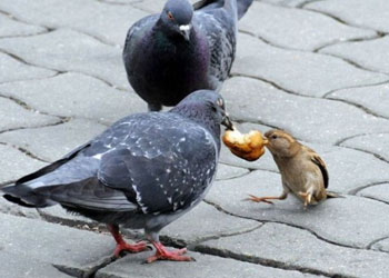 Mü'minin azmi ve hırsı hayır üzeredir