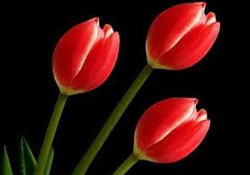 Üç aylarda ibadetlere ne kadar sevap verilir?