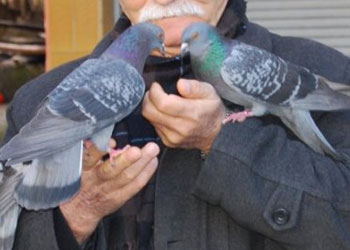 Güvercinler dostu düşmanı tanıyorlar