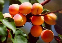 Kayısı, sindirim sistemine yardımcı oluyor