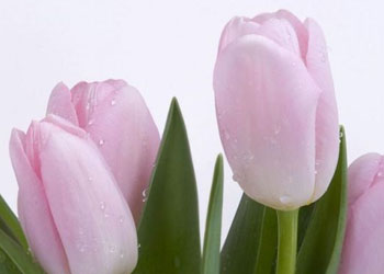 İçinizdekini gizleseniz de Allah onu bilir