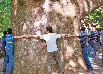 Tarihî çınarlar üniversite korumasında