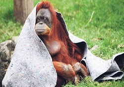 Üşüyen orangutanlara battaniye