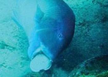 Bu balık alet kullanırken görüntülendi