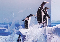 Penguenlerin nasıl havalandığı çözüldü