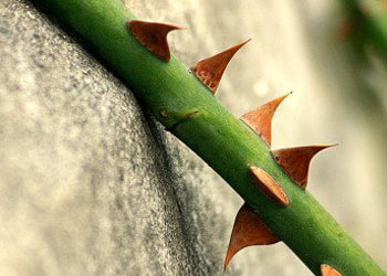 Münafığa 'efendi' demeyin, Allah'ı kızdırırsınız