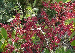 Kansere ve Yaşlanmaya karşı menengiç kahvesi