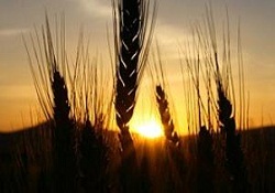 Buğdayda yüzler gülüyor