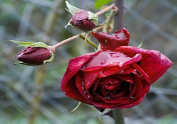 Abdest, geçmiş küçük günahları affettirir