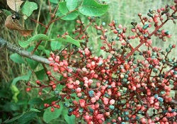 Menengiç kahvesi, kansere ve yaşlanmaya karşı çok etkili