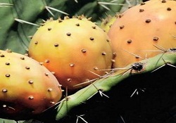 Avrupa onun peşinde!