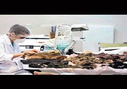 500 yıllık sandıklardan hazine çıktı