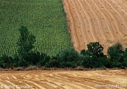 Tarım arazilerini miras bölemeyecek!
