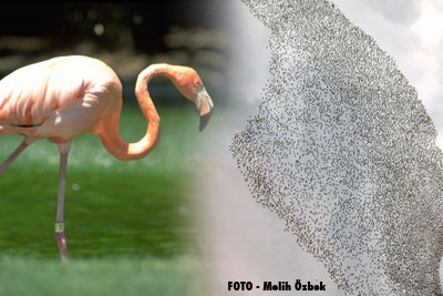 Flamingolar yavru populasyonu rekoru kırdı