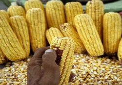 Mısır üretiminde yüzde yüz artış