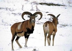 Kaçak avlanmaya rekor ceza