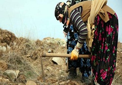 400 kadın bir yılda 16 milyon fidan dikti
