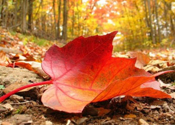 Ölümü veren O’dur