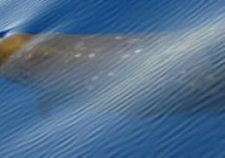 Orca'dan kaçış stratejisi sessizlik