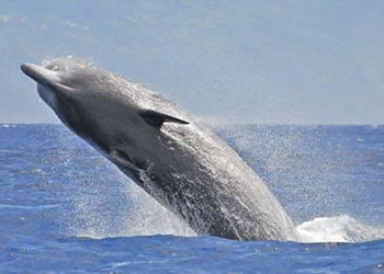 Balinalara yerleştirilen savunma stratejisi