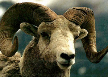 İçimizdeki İsmail'i kurban edebilir miyiz?