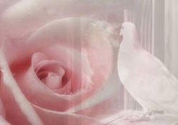 Bayrama kadar bu duayı etmeye niyet ettik