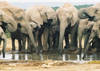 Filler eski dostlarını hiç unutmuyor