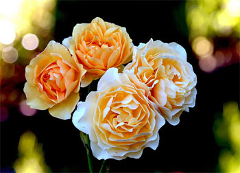 Ben kullar(ım)a aslâ zulmedici değilim!