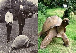 Dünyanın en yaşlı hayvanı 178 yaşında