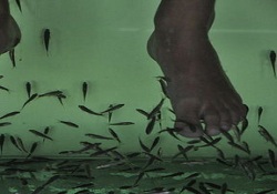 Balıklar Şifaya Vesile Oluyor