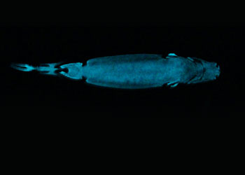 Bukalemun köpekbalıklarının sırrı çözüldü