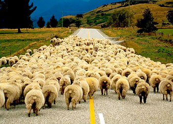 Hayvanlarda da sizin için bir ibret var