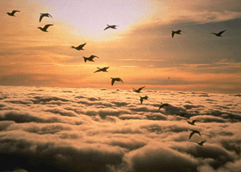 Biz Kitapta hiçbir şeyi eksik bırakmadık