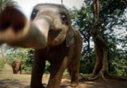 Sri Lanka'da filler sayılıyor