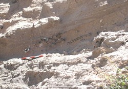 Nevşehir'de 10-12 Milyon Yıllık Fosiller