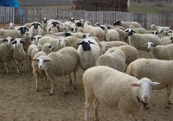 'Koyun Keçi Vebası'na dikkat!