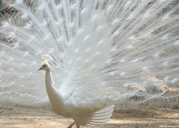 Allah'ın muhteşem yaratması: Tavus Kuşu (Video)