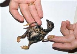 Bu civciv çok farklı