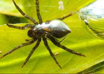 İşte su örümceğinin yaratılışındaki sır - FOTO