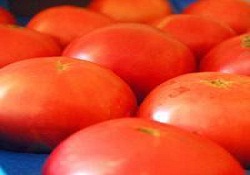 Serada domates hasadı başladı