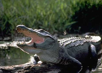 Arabalar biyodizel timsah yakıtla çalışacak