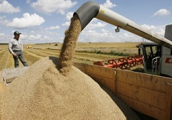 Rusya’da rekor hasat