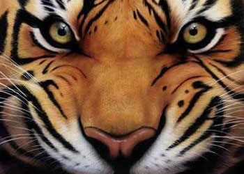 Canlı türlerinin dörtte üçüne isim konulamadı