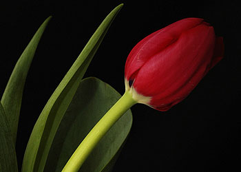 Efendimizin (sav) Hz. Hatice'ye son sözleri