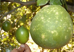 Bu kadar büyük limon gördünüz mü