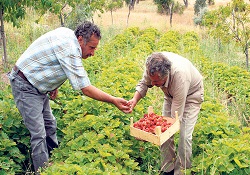 Bak şu çileğin Yaylacık köyüne yaptığına!