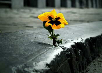 Gerçekten, güçlükle beraber bir kolaylık vardır