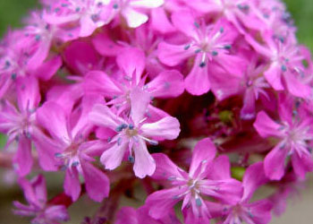 İhlâsın sırrını yerleştirmeye gayet muhtacız